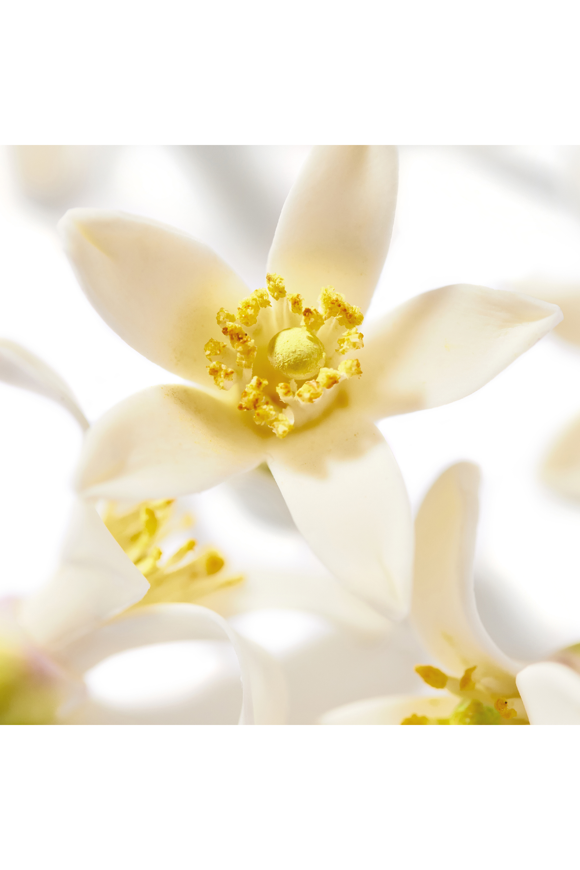 Le parfum Prodigieux® Néroli