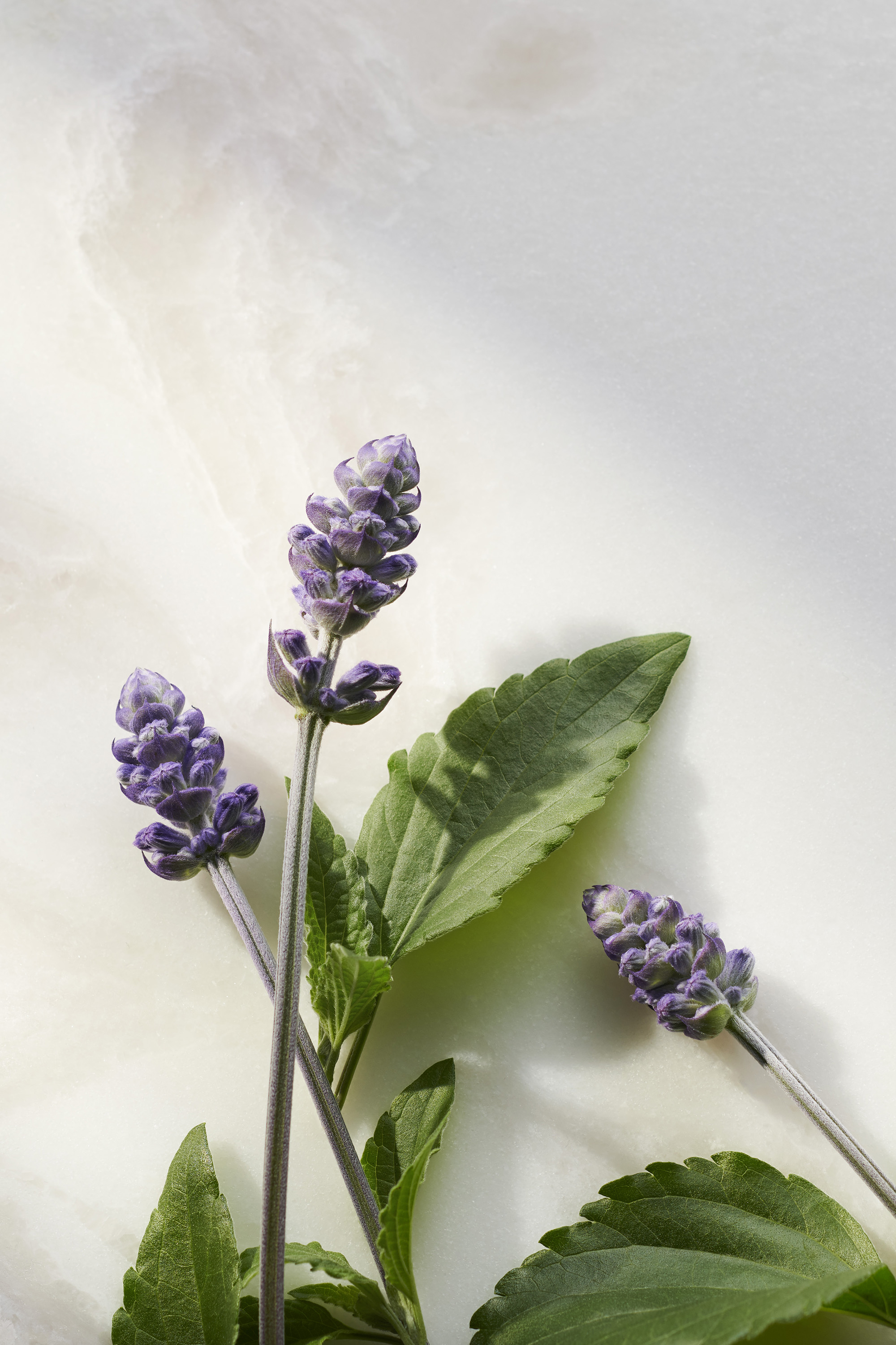 Sérum booster naturel au Bakuchiol The Ritual of Namaste