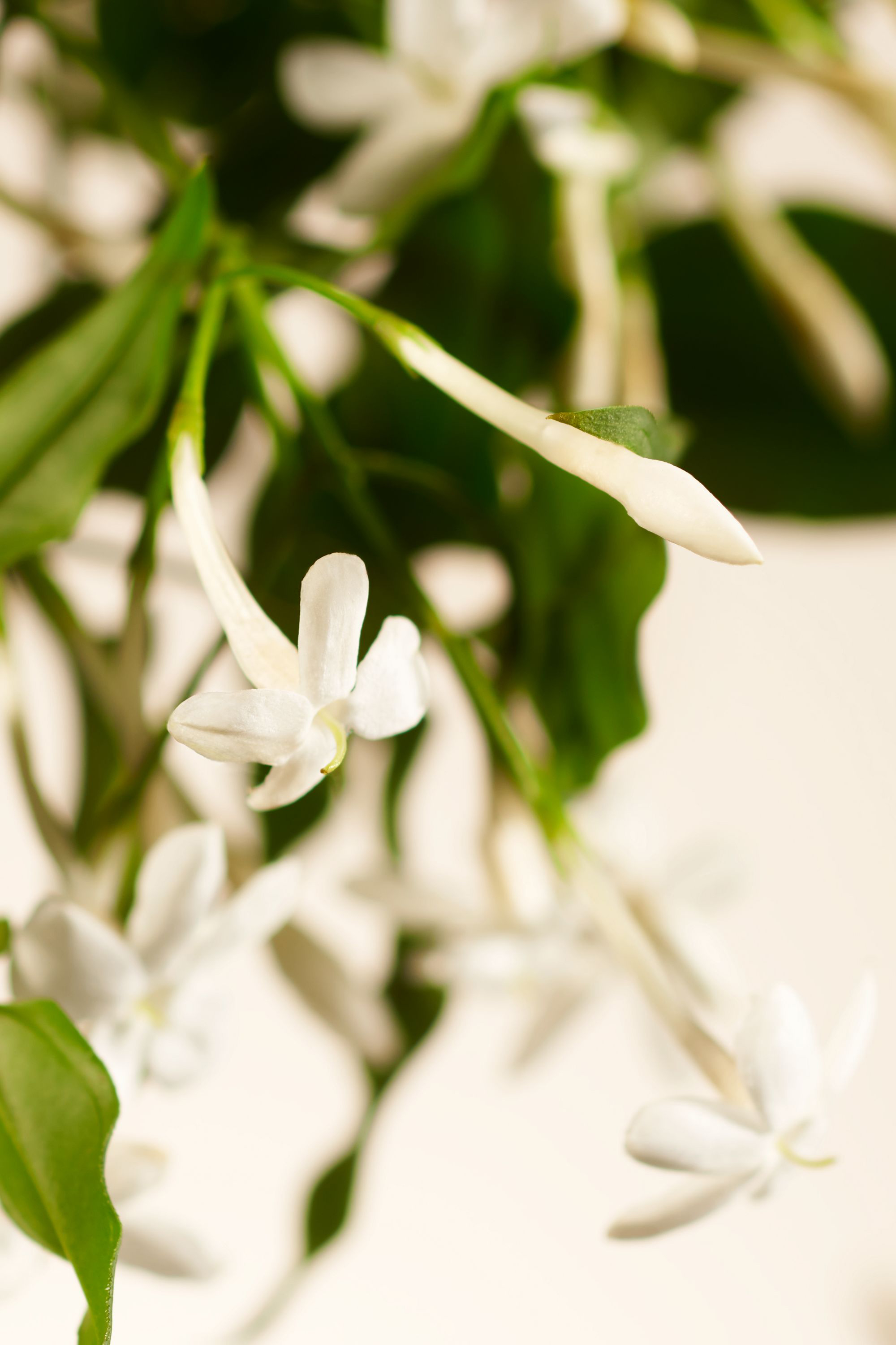 Parfum d’intérieur Sweet Jasmine