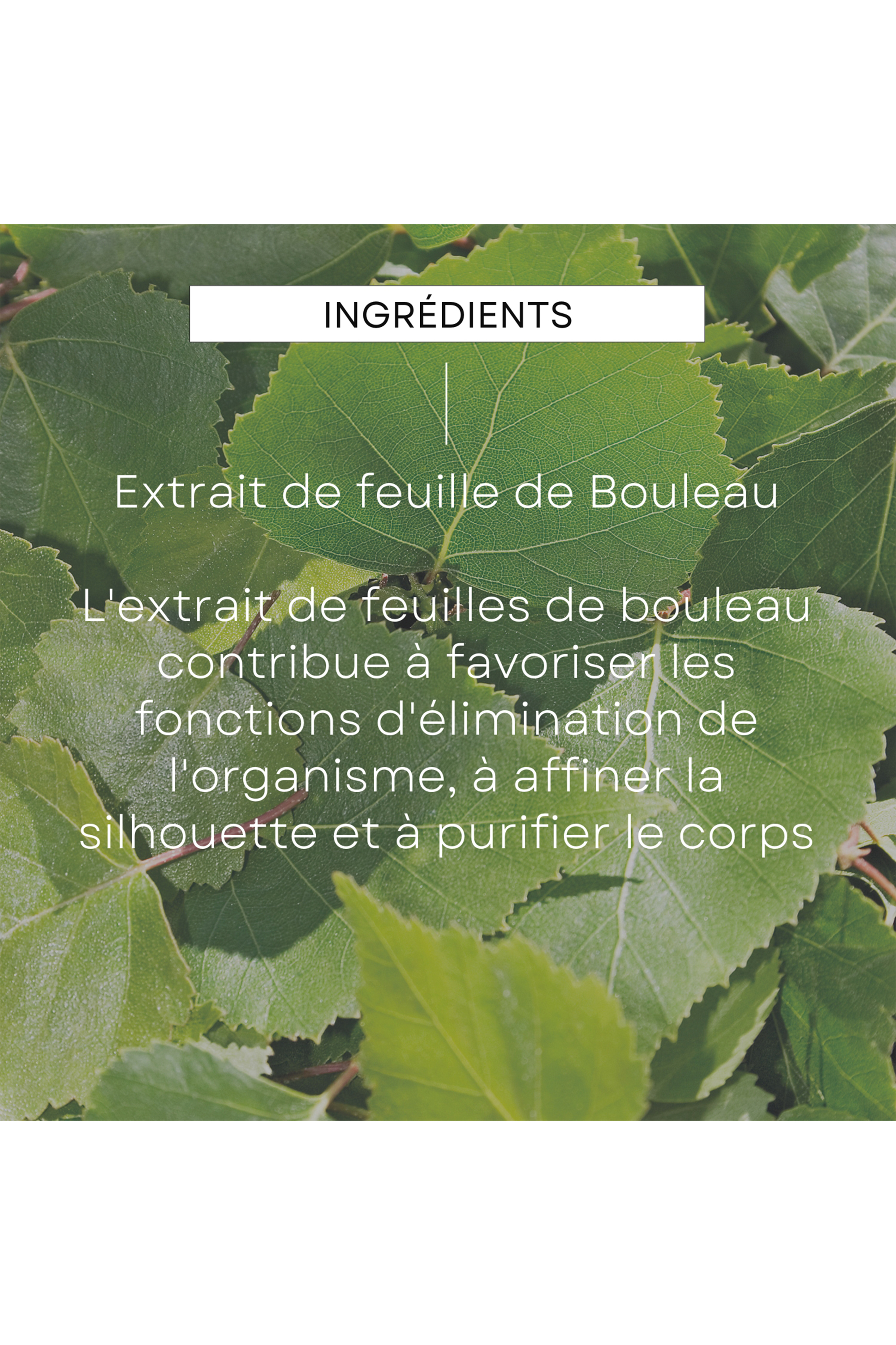 Crème de douche gommante au bouleau